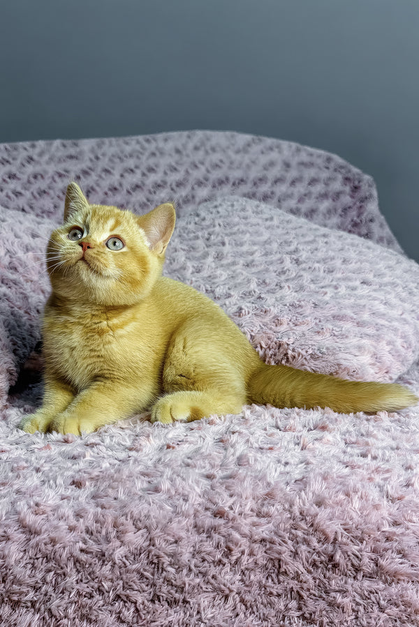 Angela | British Shorthair Kitten