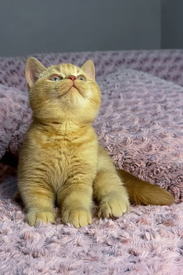 Angela | British Shorthair Kitten