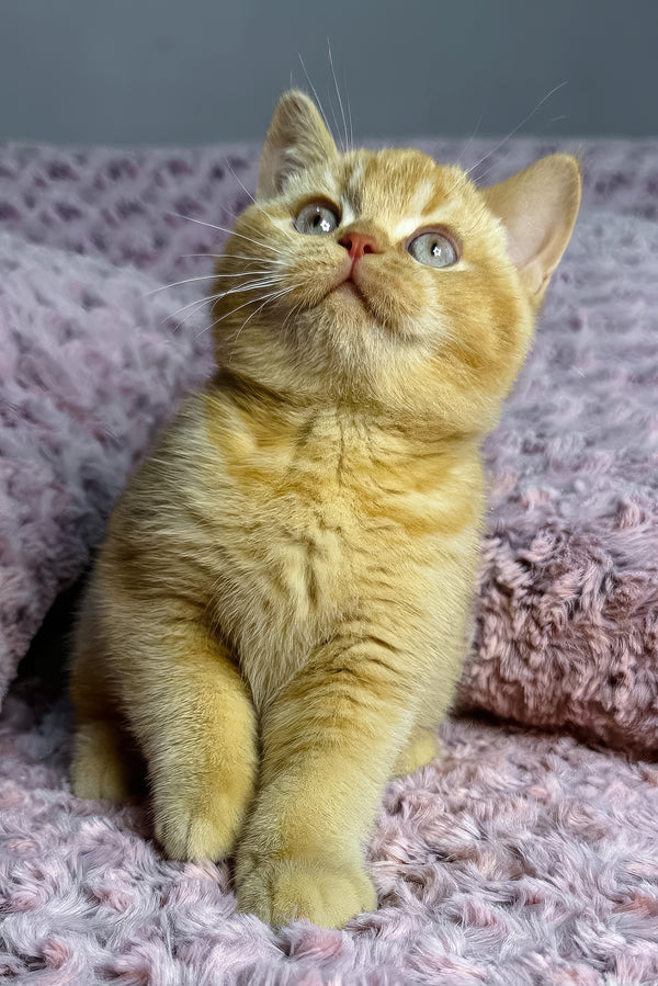 Angela | British Shorthair Kitten