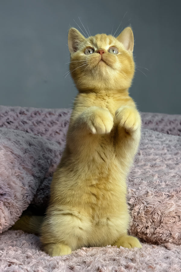 Angela | British Shorthair Kitten