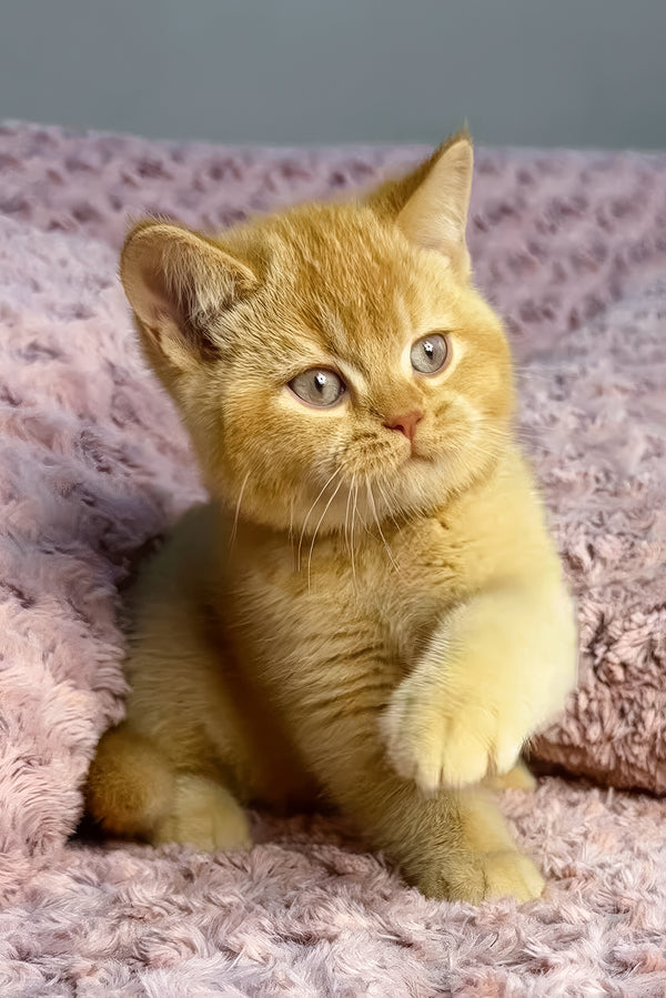 Angela | British Shorthair Kitten