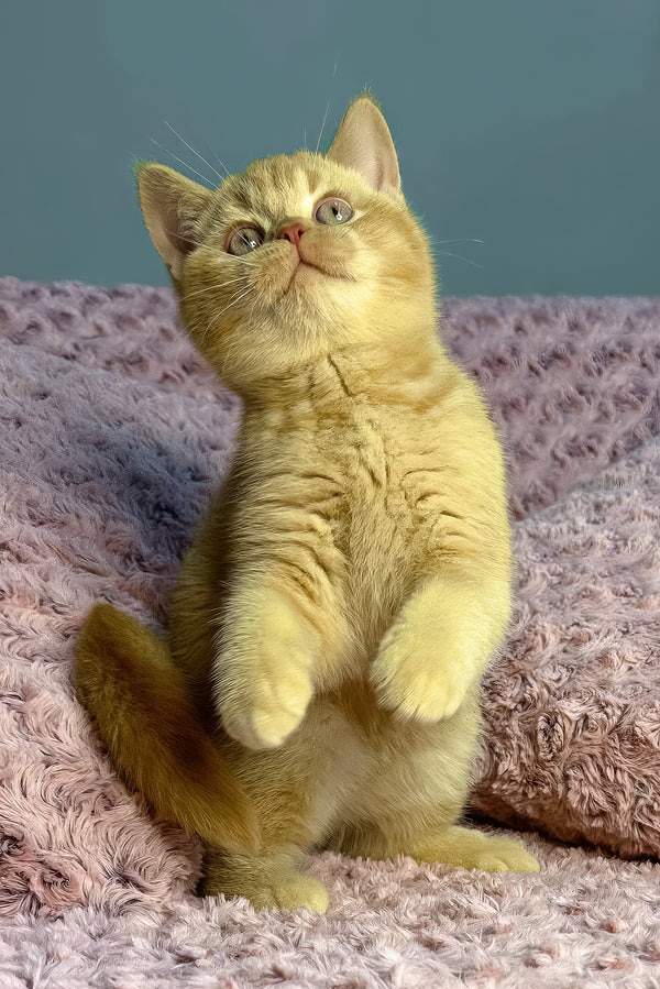 Angela | British Shorthair Kitten