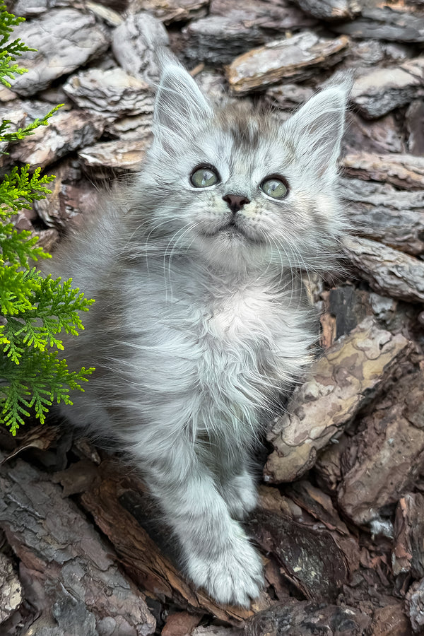 Amur | Maine Coon Kitten