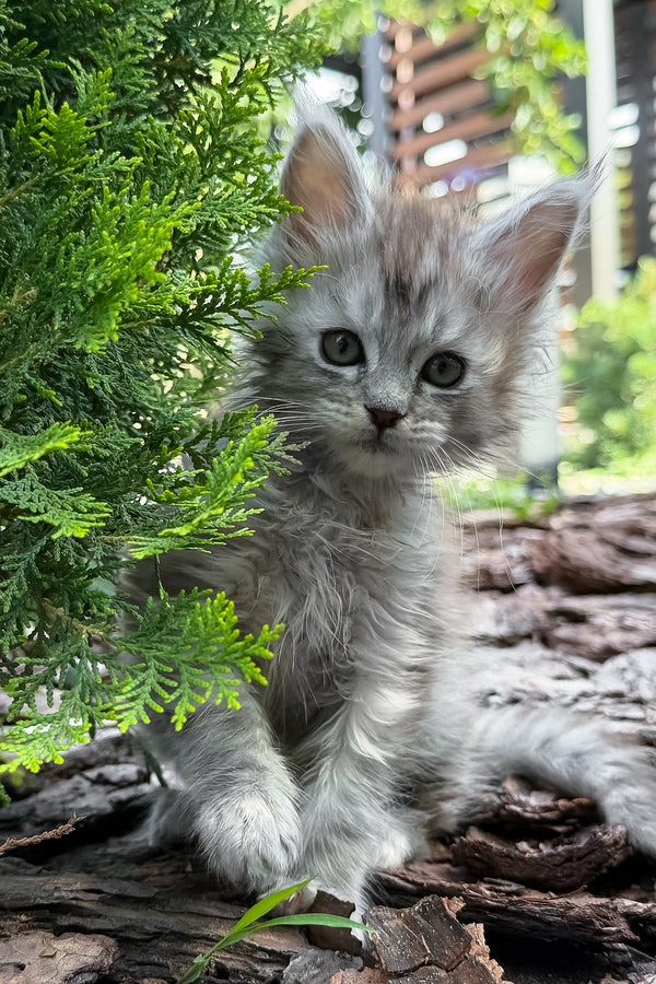 Amur | Maine Coon Kitten