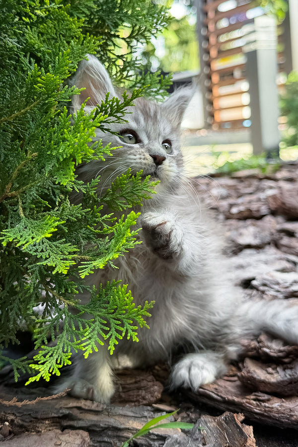 Amur | Maine Coon Kitten
