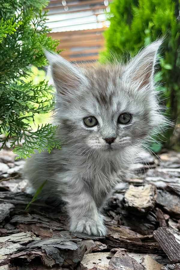 Amur | Maine Coon Kitten