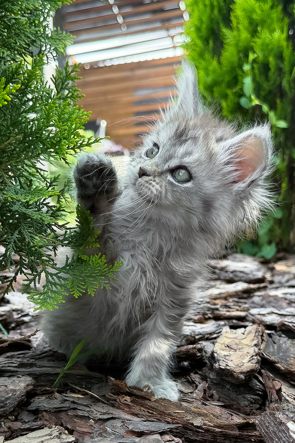 Amur | Maine Coon Kitten