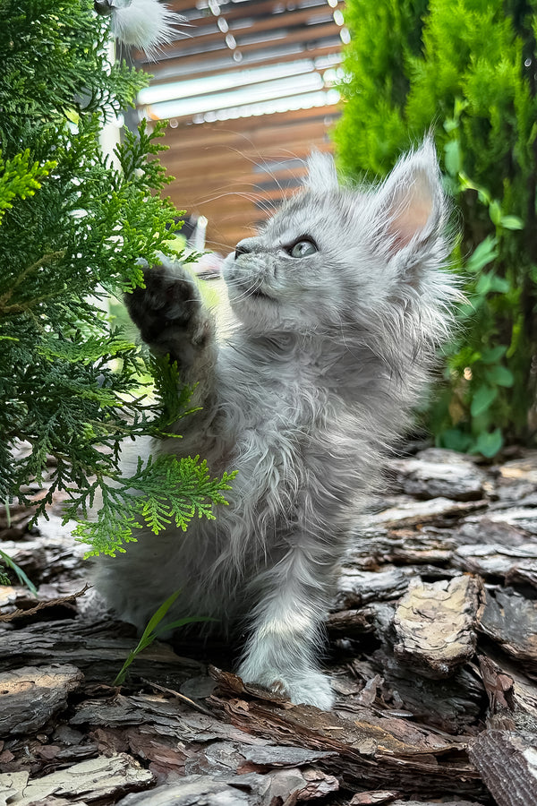 Amur | Maine Coon Kitten