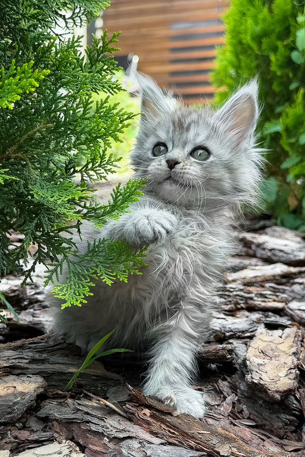 Amur | Maine Coon Kitten