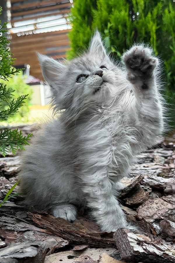 Amur | Maine Coon Kitten