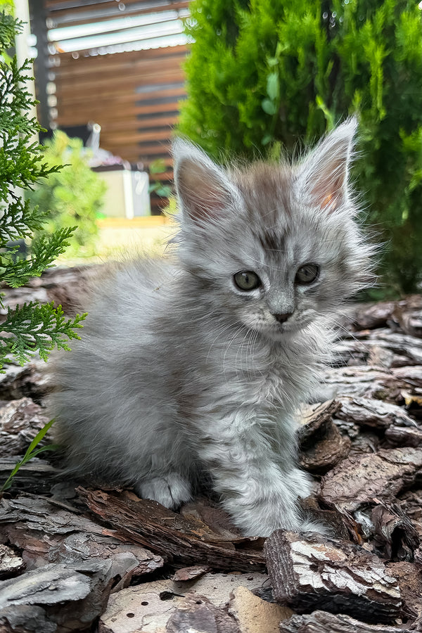 Amur | Maine Coon Kitten