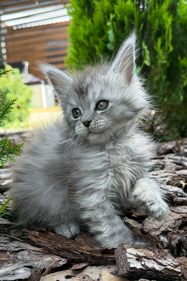 Amur | Maine Coon Kitten