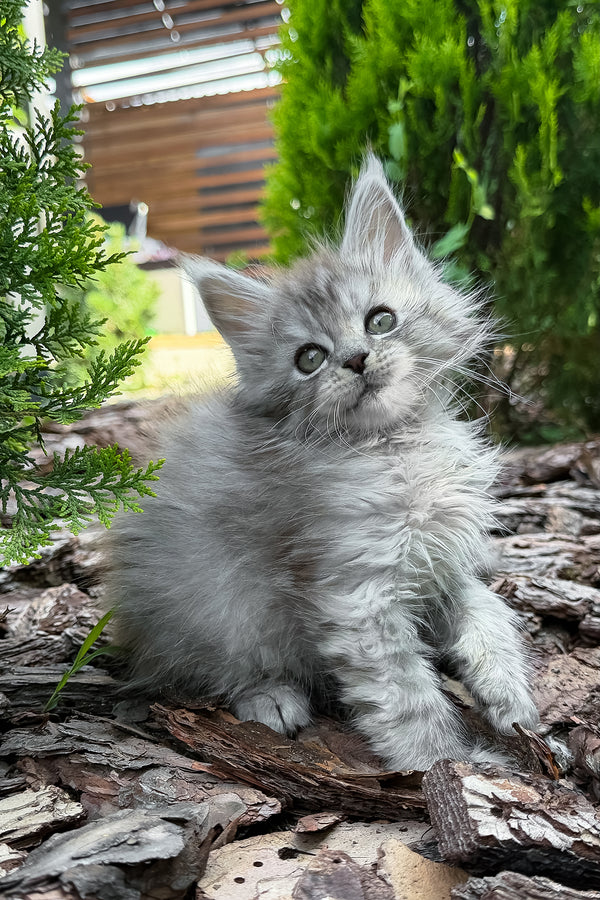 Amur | Maine Coon Kitten