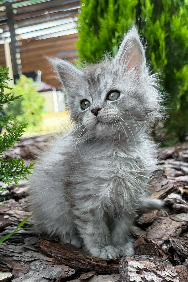Amur | Maine Coon Kitten