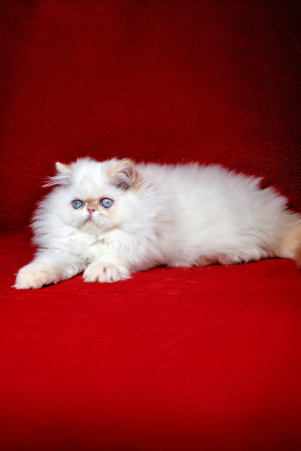 Amur | Persian Kitten