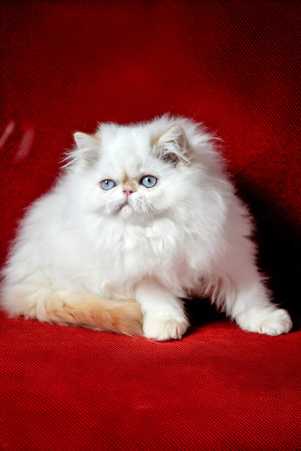 Amur | Persian Kitten
