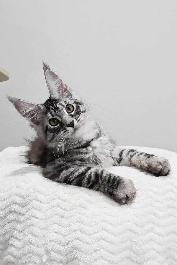 Anastasia | Maine Coon Kitten
