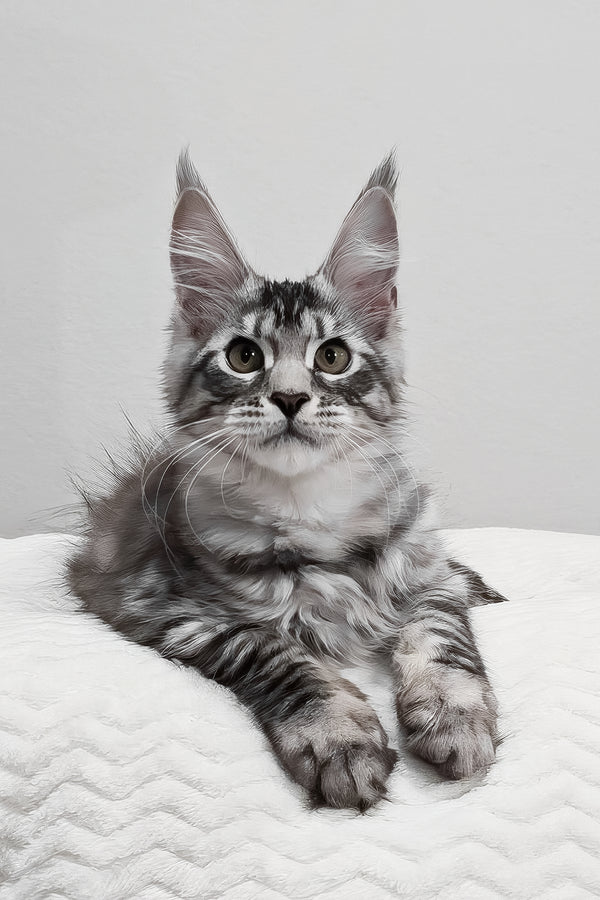 Anastasia | Maine Coon Kitten