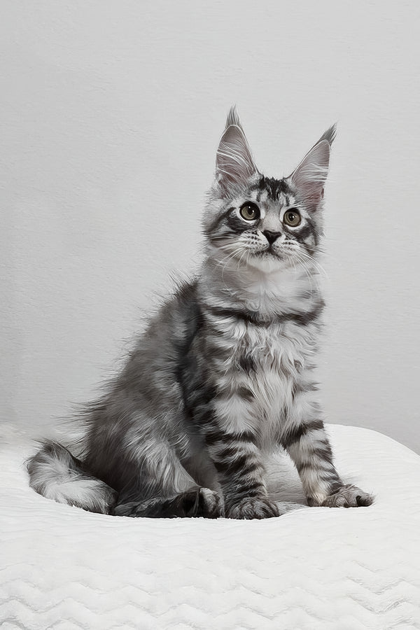 Anastasia | Maine Coon Kitten