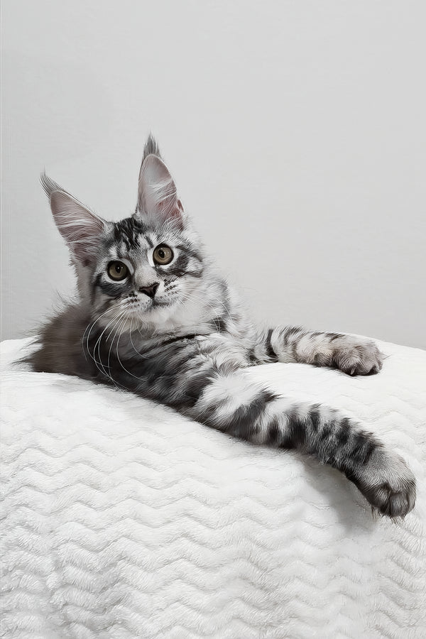 Anastasia | Maine Coon Kitten