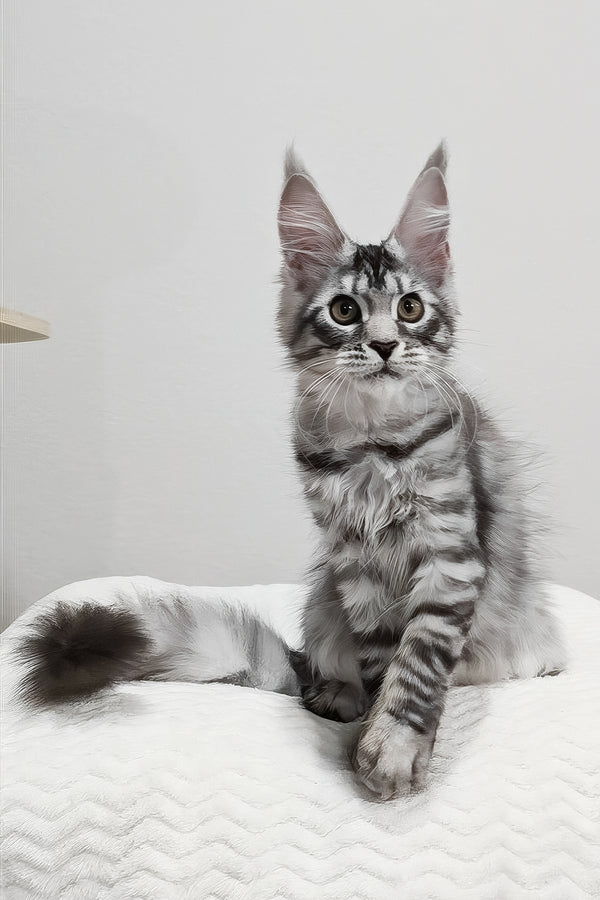 Anastasia | Maine Coon Kitten