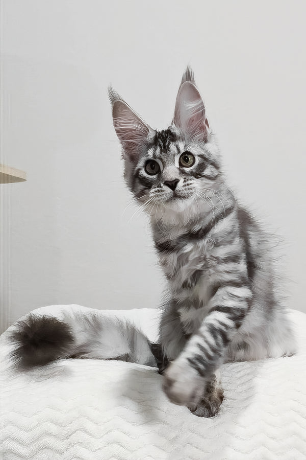 Anastasia | Maine Coon Kitten