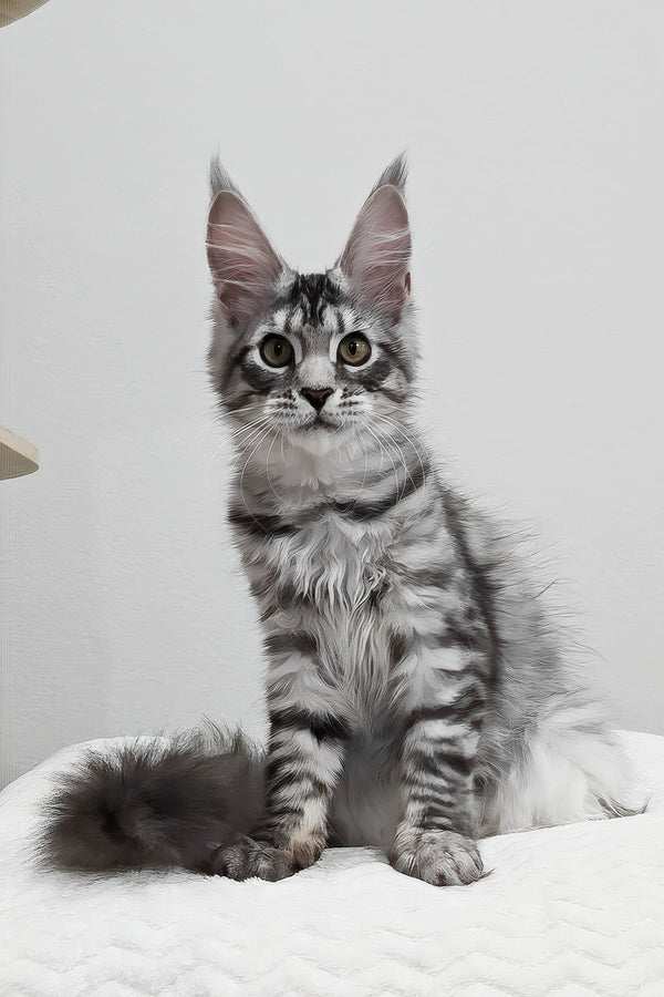 Anastasia | Maine Coon Kitten