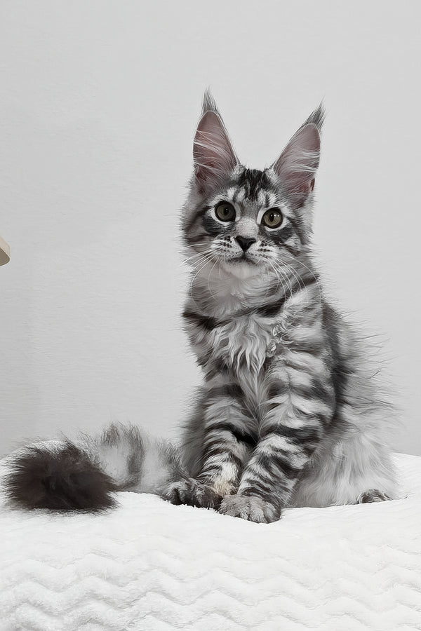 Anastasia | Maine Coon Kitten