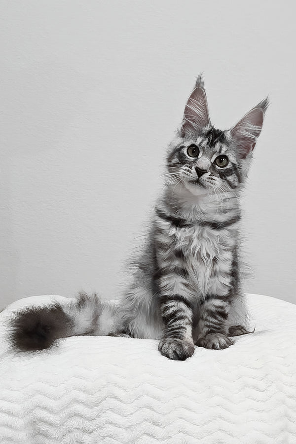Anastasia | Maine Coon Kitten