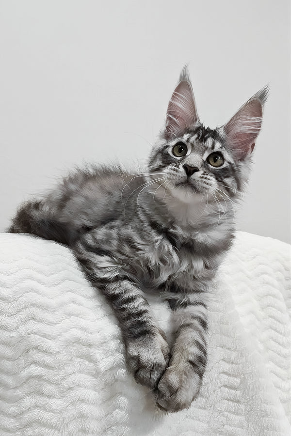 Anastasia | Maine Coon Kitten