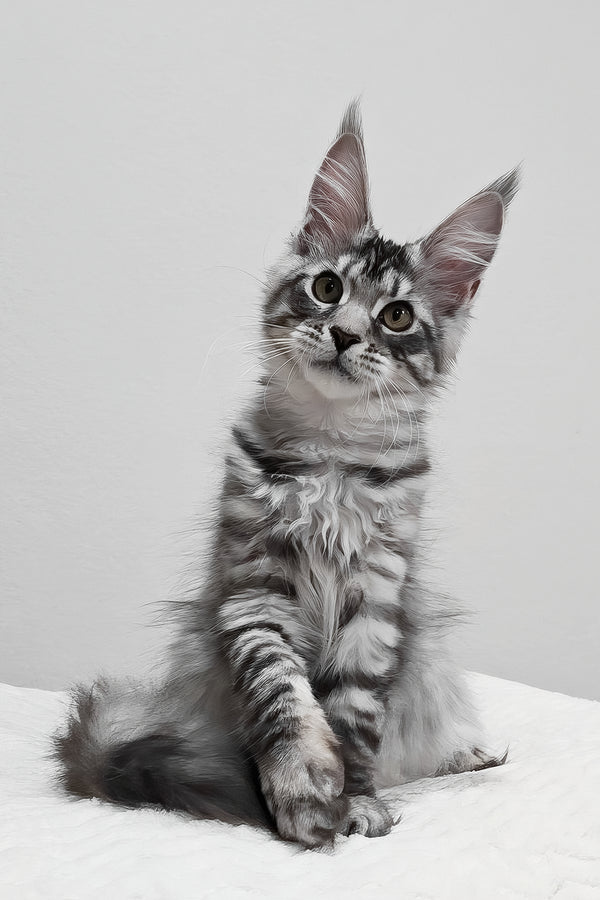 Anastasia | Maine Coon Kitten