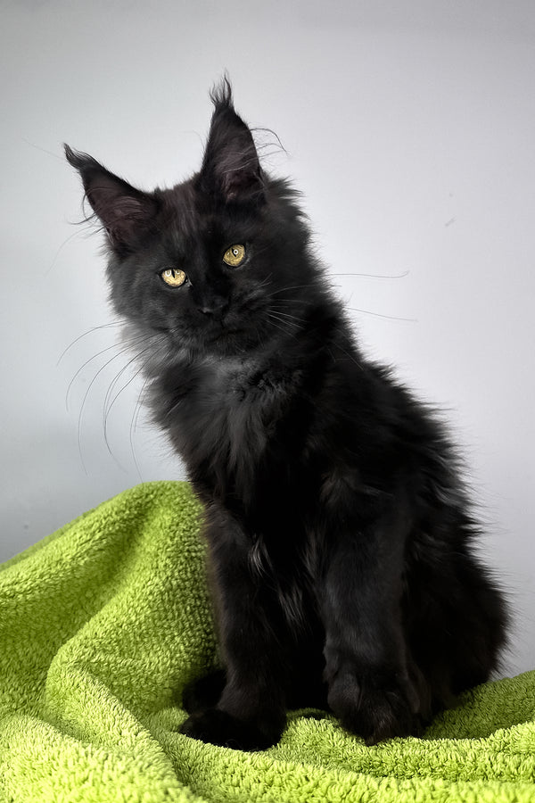 Andreas | Maine Coon Kitten