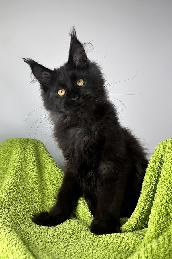 Andreas | Maine Coon Kitten