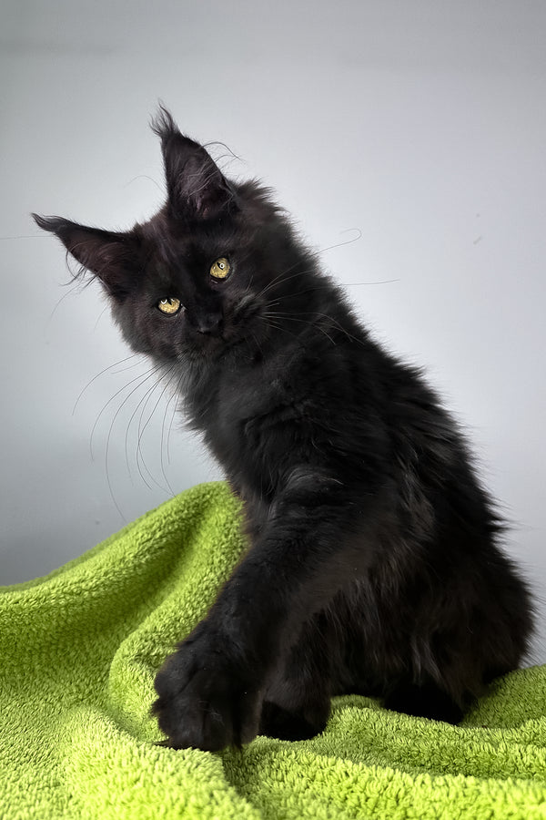 Andreas | Maine Coon Kitten