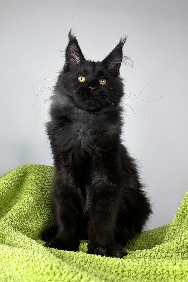 Andreas | Maine Coon Kitten