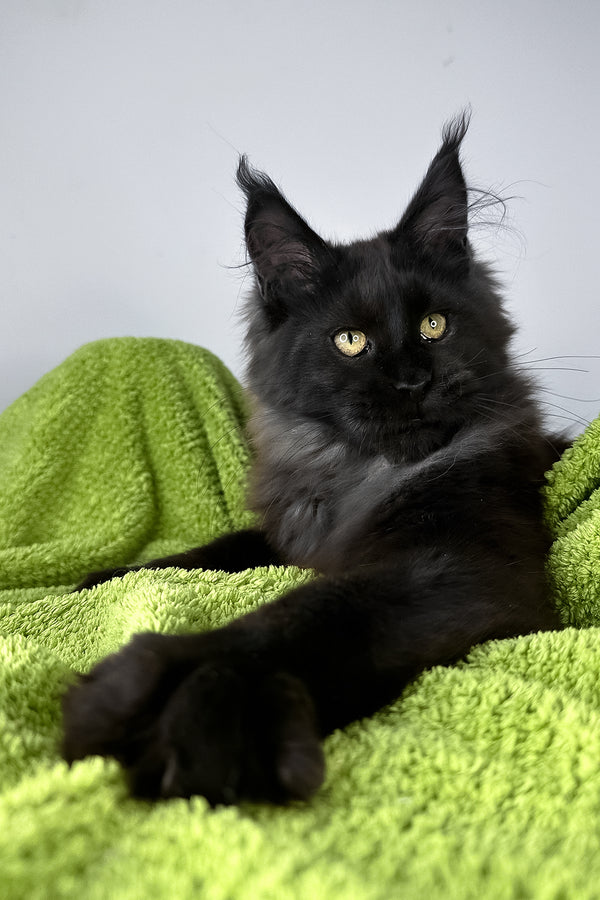 Andreas | Maine Coon Kitten