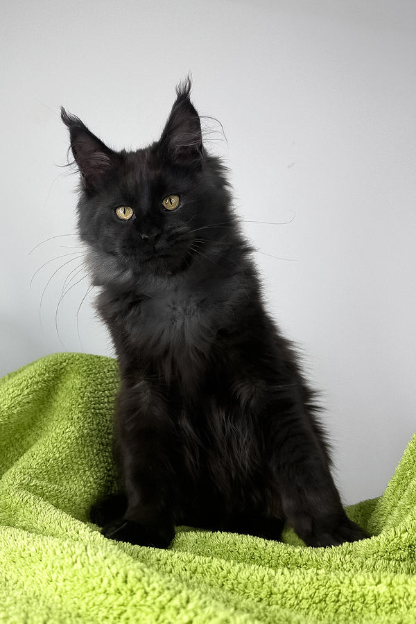 Andreas | Maine Coon Kitten