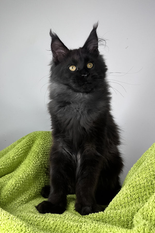 Andreas | Maine Coon Kitten