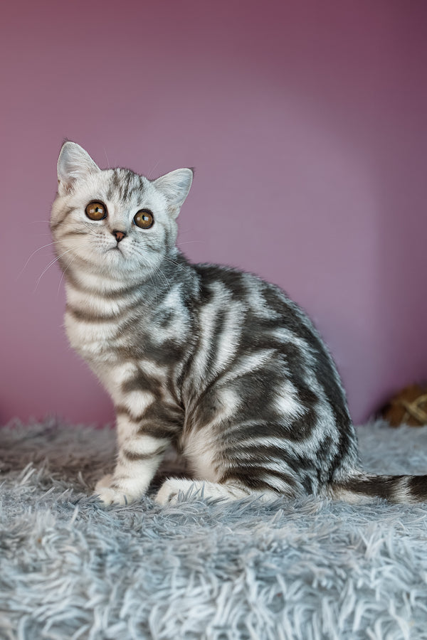 Angel | Scottish Straight Kitten