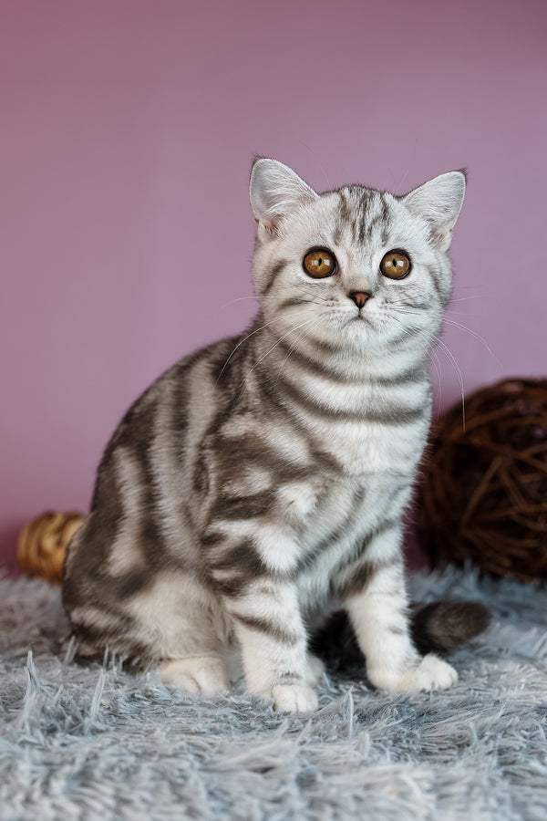 Angel | Scottish Straight Kitten