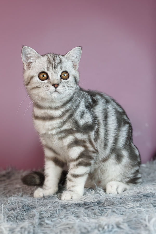 Angel | Scottish Straight Kitten