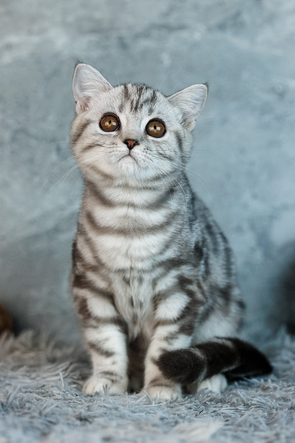 Angel | Scottish Straight Kitten