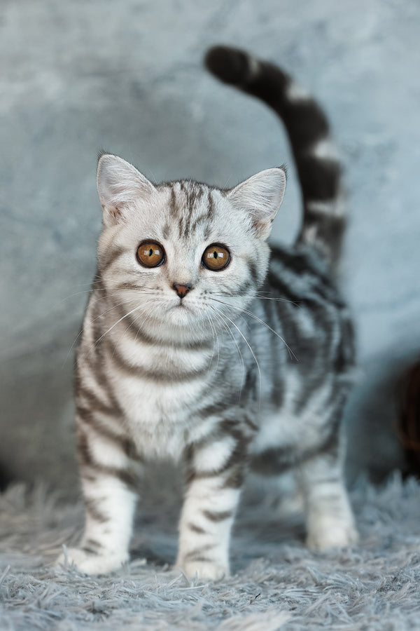 Angel | Scottish Straight Kitten