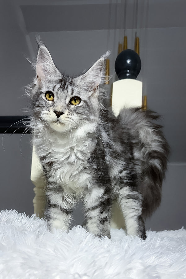 Anika maine coon kitten with fluffy silver and black blotched tabby fur and striking yellow eyes on a white rug