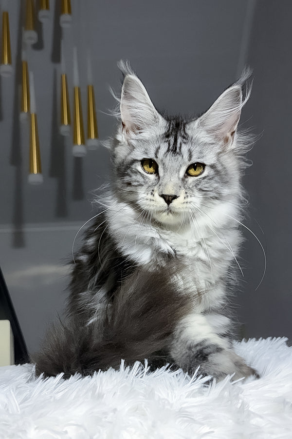 Anika maine coon kitten with fluffy silver and black blotched tabby fur and striking yellow eyes on white plush surface