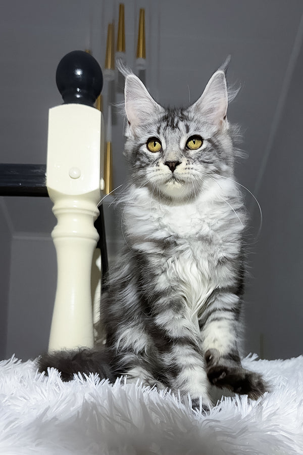 Anika maine coon kitten with fluffy silver blotched tabby fur and striking yellow eyes on a white plush surface