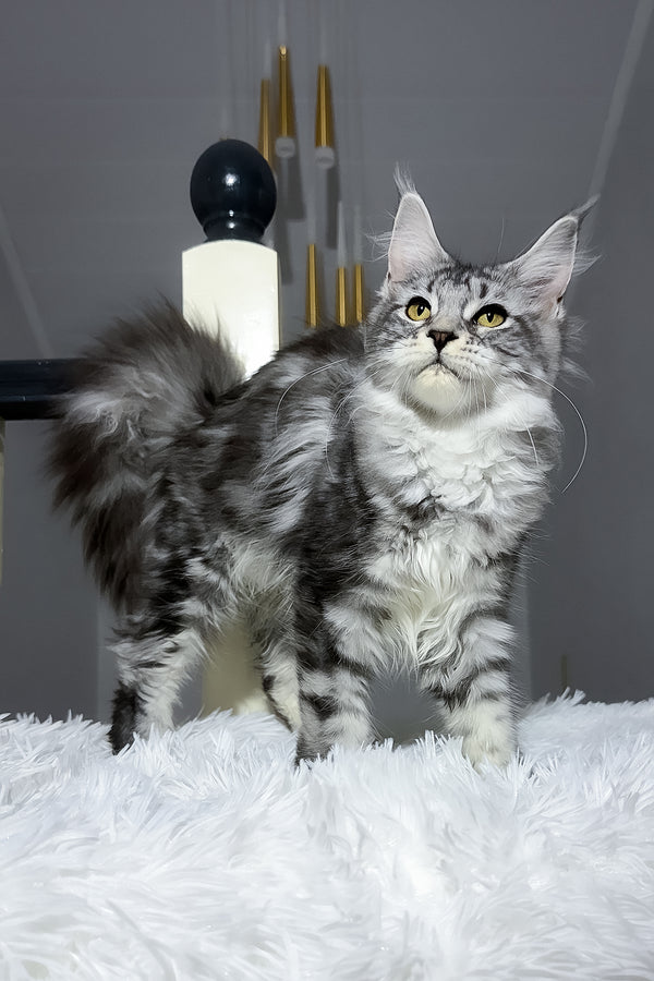 Anika maine coon kitten with fluffy silver and black blotched tabby fur and green eyes on a white plush rug