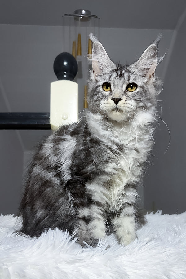 A fluffy silver blotched tabby maine coon kitten with golden eyes sits on a white faux fur rug purebred kitties