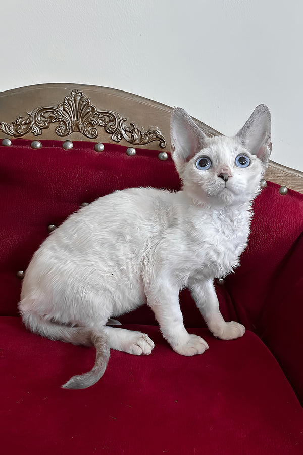 Antalya | Devon Rex Kitten