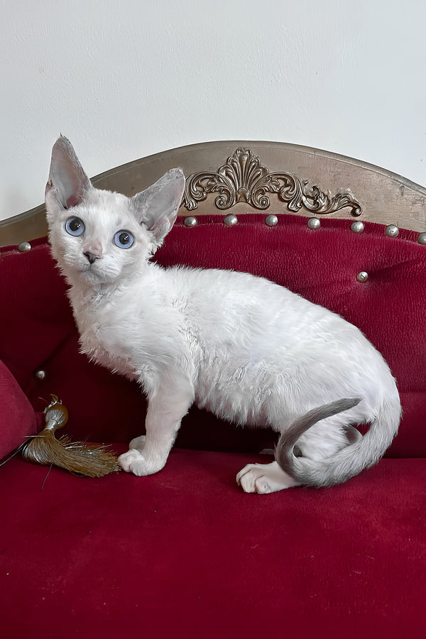 Antalya | Devon Rex Kitten